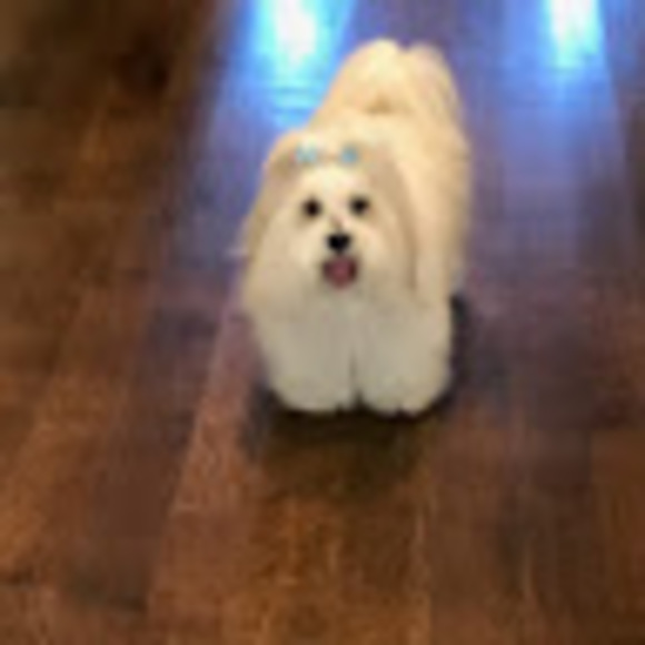 Meet your Posher, Angelica - Picture 1 of 1